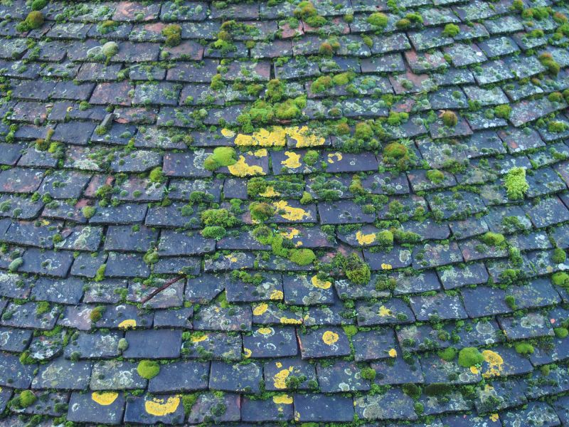 Local Roof Algae Removal in Cary, IL