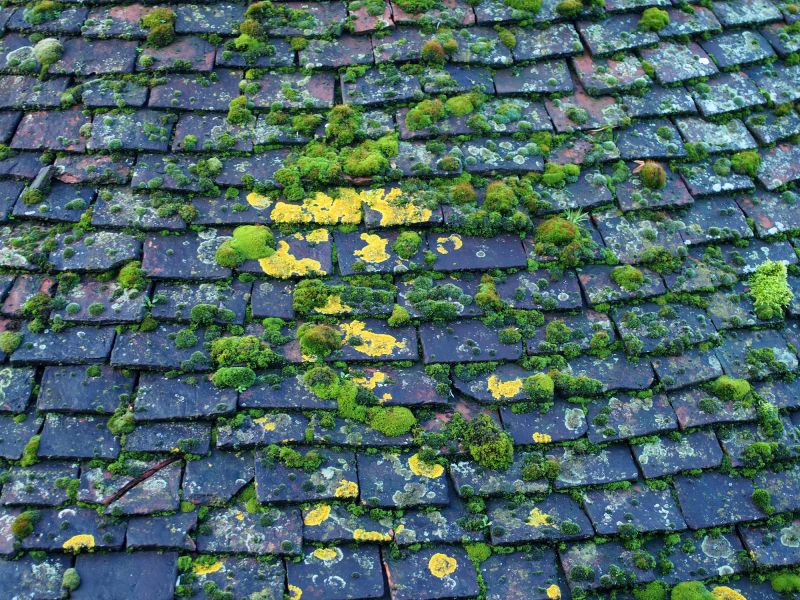 Local Roof Algae Removal in Newberg, OR