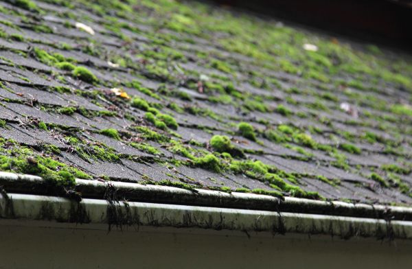 Roof Moss Removal Service