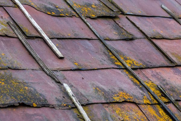 Roof Mold Removal Service